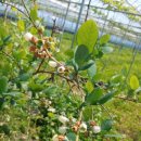 가온누리 농장 이미지