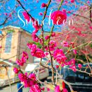 매곡동 주민센터 | 순천 홍매화 명소 매곡동 탐매마을 개화시기·주차· 근처가볼만한 곳