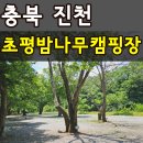 나무그늘 행정사사무소 | 진천 초평밤나무캠핑장 애견동반가능 물놀이 밤줍기 체험 내돈내산 솔직후기