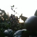 애자농장 이미지