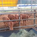 음메소농장 이미지