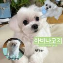 하비나 코지 | 부산 사하구 애견미용 잘하는곳 하비나코지
