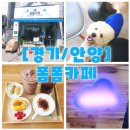 폼폼애견 이미지