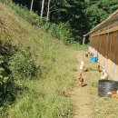 자연같이 팜 이미지