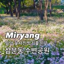 청소년수련관 | [경남][밀양] 10월 꽃사진 찍기 좋은곳 :밀양 삼문동 수변공원 구절초:
