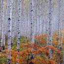 자작나무 이미지