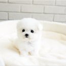 야옹아 멍멍해봐 강아지고양이 평택점 | 당진강아지분양 믿음을 가졌던 야옹아멍멍해봐