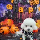 쁘띠하개 이미지