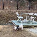 별똥구리