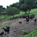 하늘마루염소목장 이미지