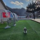 꽃길만걷개 이미지