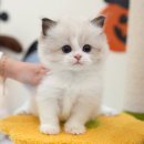 연제구-045 | 부산고양이분양 랙돌고양이 분양한 미유펫 과정후기