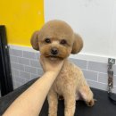 크리스타일 이미지