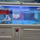 조개무까돼지무까 이미지