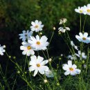 대룡산주유소 이미지