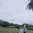 2026.07.09.(아버지stich-out한날)남평문씨새거지~사문진주막촌 이미지