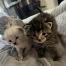 상자 안 고양이