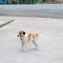 탑금당길 이미지