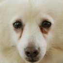 조이천사 이미지