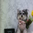 아모르디 이미지