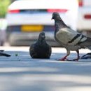비둘기어린이공원 이미지