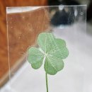 클로버한의원 이미지