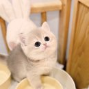 캣앤캣 고양이 병원 티스토리
