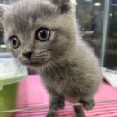 이츠펫 온양점 이미지