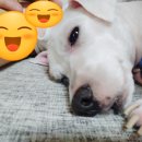 24시 건국 본 동물병원 이미지