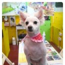 뽀삐애견샵 이미지