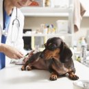 올림픽동물의료센터 이미지