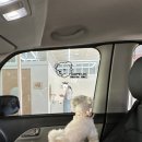 디어마이모모 이미지