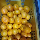 [카라향마감]제주도 자연산 마른톳 &amp; 맛좋은 카라향 주문 받습니다 이미지