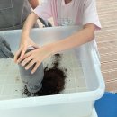 장수농장 | 천안 아이와가볼만한곳 광덕곤충농장 장수풍뎅이 관찰 구입 감자캐기 이용후기