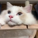 랙돌캐터리 알렉산더돌스 이미지