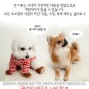 강아지개껌 - 마이베프 덴탈츄 하얗츄 맘에들어유
