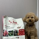 퍼스트 독 앤 캣 | [닥터소프트 NEW 라인업 출시] 12살 푸들 노령견도 잘 먹는 더독앤캣 닥터소프트 비프 사료 후기