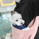 세종종합동물병원 이미지