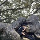 뉴캐슬고릴라 이미지