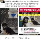 복슬강아지 이미지