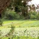 천지원 농장 이미지