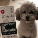 댕댕이# 이미지