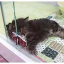 봄봄펫살롱 이미지