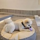 카라즈 스퀘어 이미지