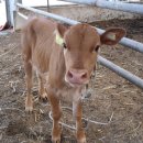 호돌이목장 이미지