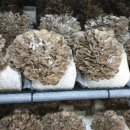 홍제농장 이미지