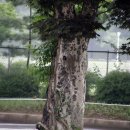 푸른숲학교 이미지