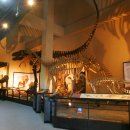 공룡박물관 이미지