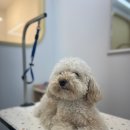 화사하개 이미지