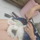 대도경로당 | 포항애견미용 편안하게 받은 퍼피짱 대도점 강아지미용